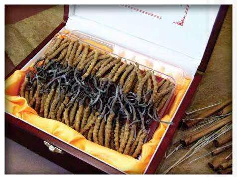 绥宁冬虫夏草回收